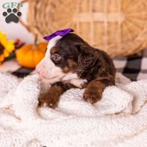 Honey, Bernedoodle Puppy